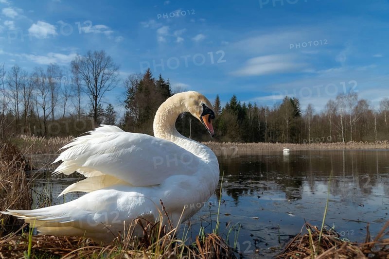 Cygnus olor, mute swan, anatidae, birds, duckbirds, spring, cusp swan, swans, jump, swans, birds, waterbirds, waterbirds