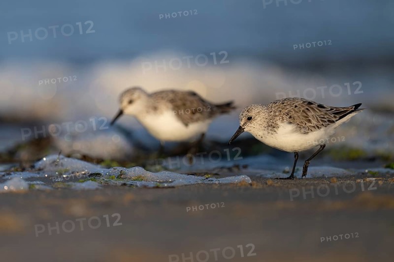 Avocet (Recurvirostra avosetta), Texel, Netherlands