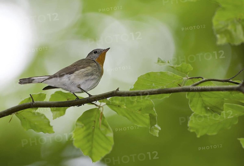 Red-breasted Flycatcher (Ficedula parva), Mecklenburg-Western Pomerania, Germany