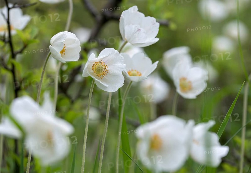 Anemone sylvestris, large anemone, buttercup family, ranunculaceae, forest anemone, anemone, anemone, flora, plants, plants, snowdrop anemone, snowdrop windflower