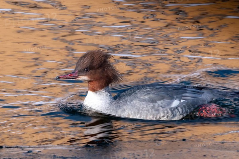 Goosander, goose säger, mergus merganser, anatidae, birds, duckbirds, female, sawyer, birds, waterbirds, waterbirds, female