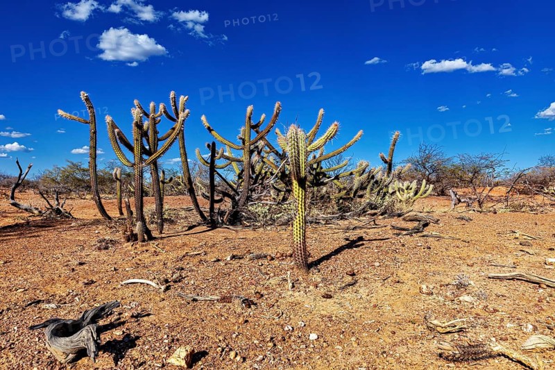 Dry cactus landscape under a cloudless sky in a desert environment, the thornshrub savanna in the Caatinga landscape in the federal states of Pernambuco and Bahia in Brazil