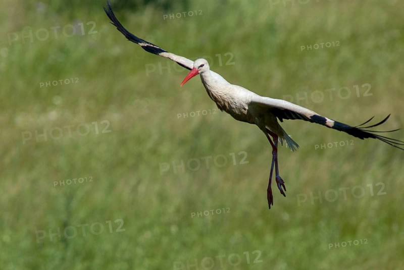 Ciconia ciconia, white stork, birds, ciconiiformes, extremadura, flying, flight, walking birds, Spain, wading birds, stork, stork, stork, storks, birds