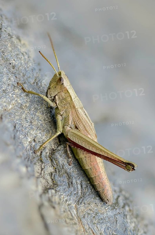Acrididae, Caelifera, Chrysochraon dispar, field locusts, gomphocerinae, grasshoppers, large gold scares, large gold grasshoppers, grasshoppers, grasshoppers, high size, portrait format, insects, insects