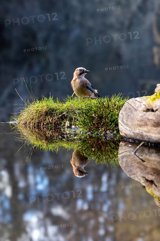 A bird perched on a moss-covered rock, its reflection visible in the still water: a jay (Garrulus glandarius) at a bird bath with a reflection, Baden-Württemberg, Germany