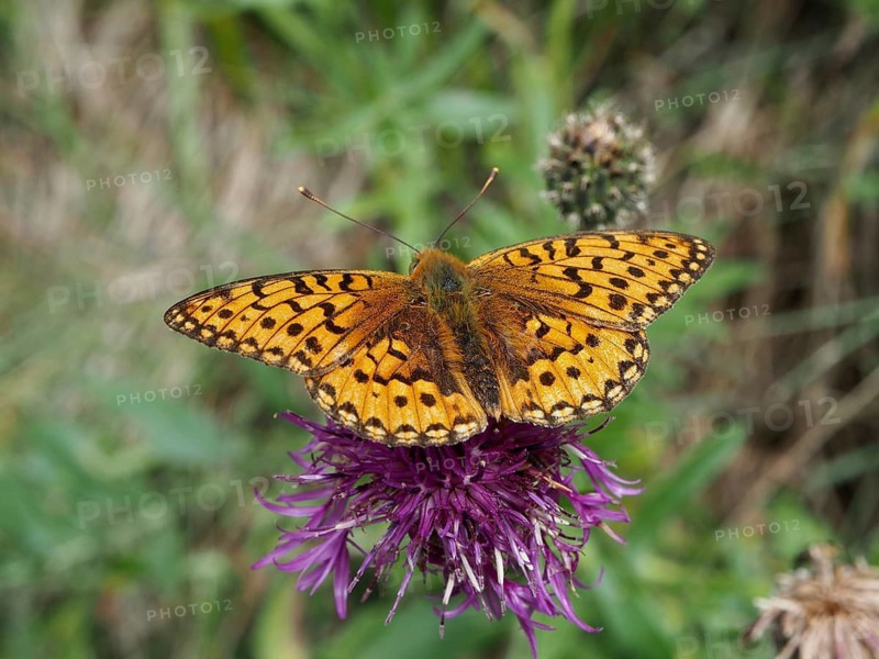 An orange butterfly, the Large Pearl-bordered Fritillary (Speyeria aglaja), is perched on a purple flower in the countryside, Goms, Canton of Valais, Switzerland