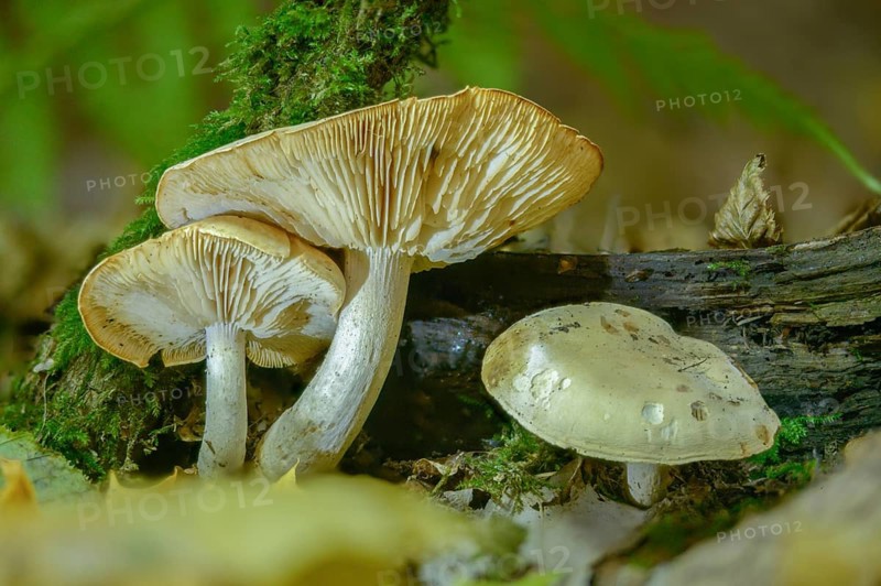 Agaricus adherens, resinous leaflet, resinous sawblade, resinous sawblade, sticky sawgill, lentinus adhaerens, lentinus resinaceus, neolentinus adhaerens, panus adhaerens, sticky sawgill, sawgill, fungi, fungus, mushrooms