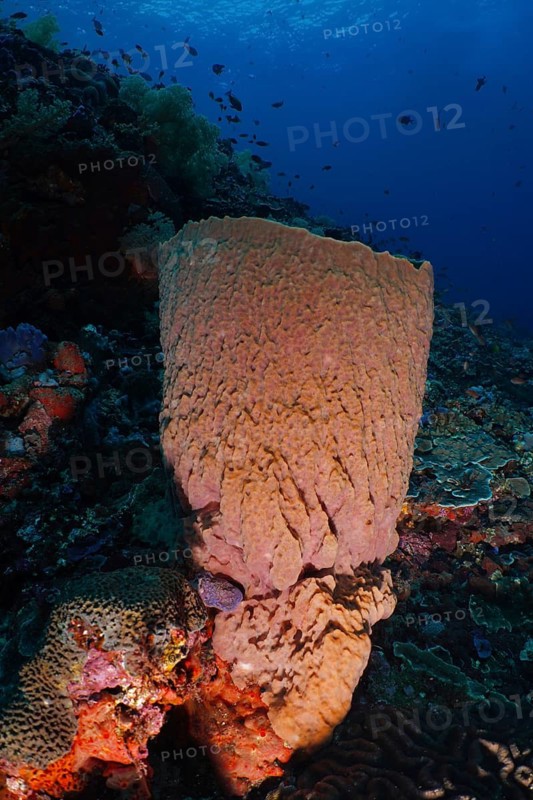 A large barrel sponge (Xestospongia testudinaria) rises from the seabed, surrounded by corals, at the Toyapakeh dive site, Nusa Ceningan, Nusa Penida, Bali, Indonesia