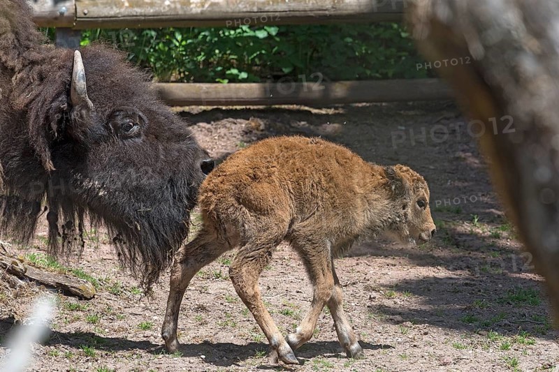 An American Bison (Bos bison bison) encourages its calf to walk shortly after birth, Nuremberg Zoo, Nuremberg, Middle Franconia, Bavaria, Germany