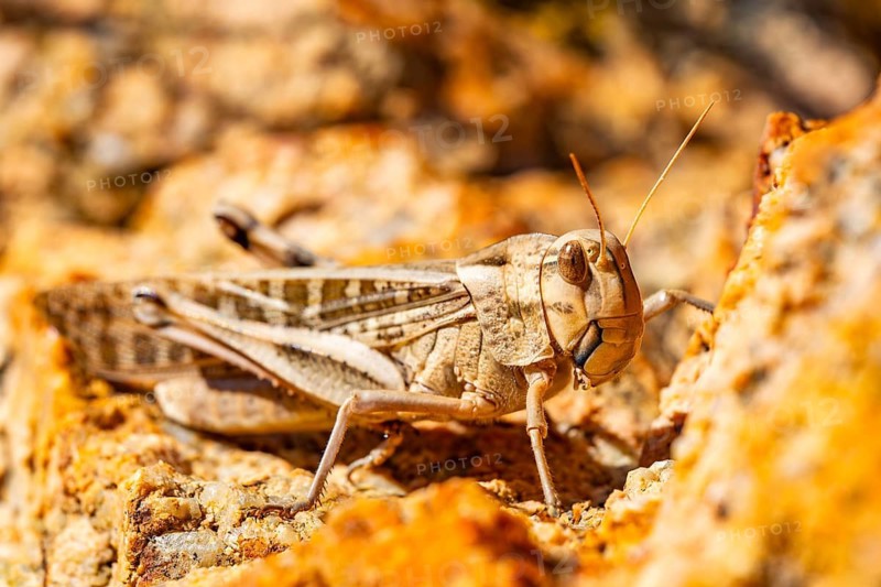 Migratory locust (Locusta migratoria) sitting in the stones at the Coast of Marinedda on a sunny day, Sardinia, Italy