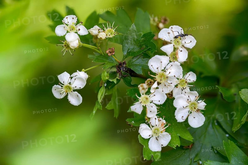 Crataegus monogyna, hawthorn, hawthorn, rosaceae, rose family, hawthorn, common hawthorn, flora, oneseed hawthorn, plants, single-seeded hawthorn