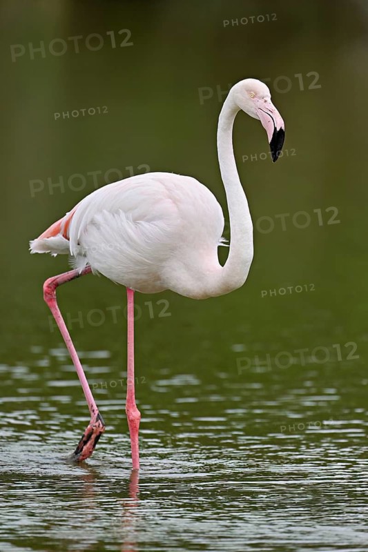 A greater flamingo (Phoenicopterus roseus) wading in a pond, Camargue Regional Nature Park, southern France