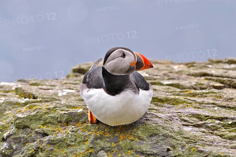A puffin (Fratercula arctica) perched on a rock overlooking the sea, Shetland, Shetland Islands, Scotland, Great Britain