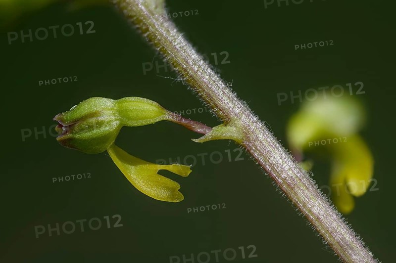 Large bileaf, Listera ovata, orchidaceae, orchids, orchid family, bileaf, common twayblade, eggleaf twayblade, flora, plants
