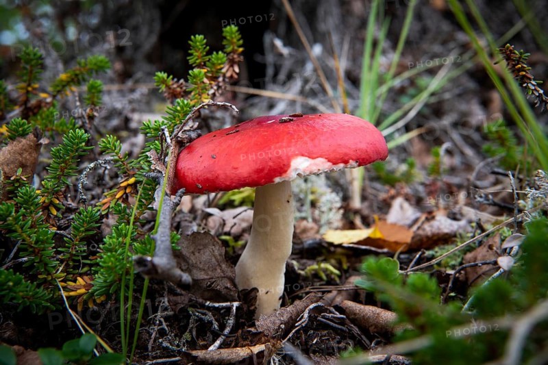 Red mushroom with bite marks, Utsjoki or Ohcejohka, Lapland, Finland