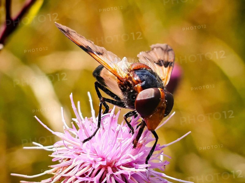 Close-up of a Pellucid Fly (Volucella pellucens) on the purple flower of a thistle (Cirsium vulgare) in a sunny field with a blurred background, Rennsteig, Frankenwald nature park Park, Upper Franconia