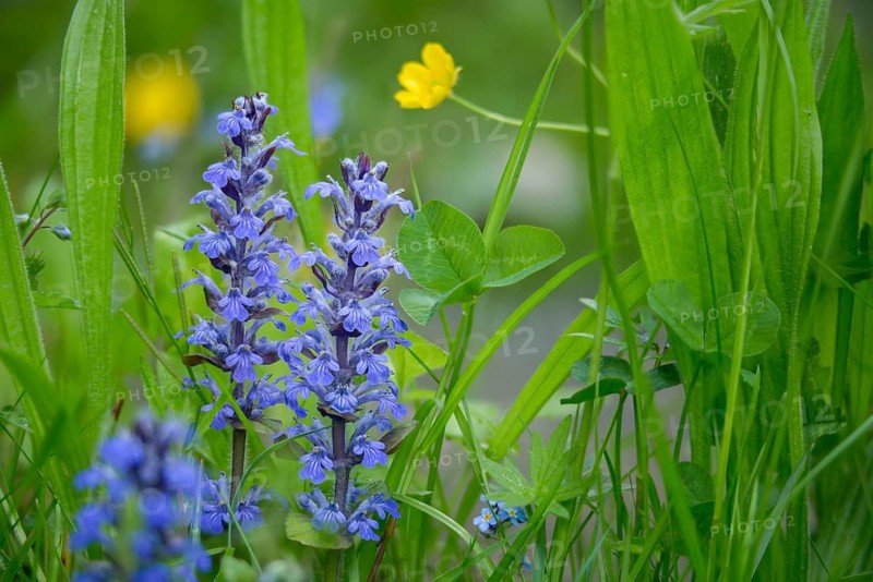 Ajuga Reptans, Bugleweed, Crawling Bugleweed, Lamiaceae, Mint, Blue Bugle, Bugle, Bugle, Bugleweed, Carpet Bugleweed, Carpetweed, Common Bugle, Flora, Plants, Plants