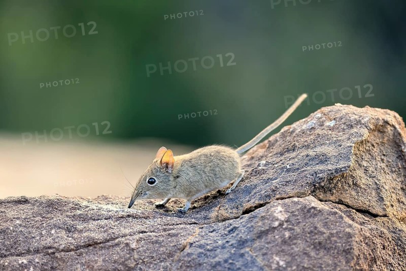 Short-eared Trunked Shrew (Macroscelides probosideus), Short-eared Elephant Shrew, Short-eared Trunked Shrew, adult, foraging, alert, Mountain Zebra National Park, Eastern Cape, South Africa