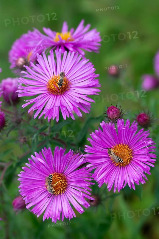 Apidae, bees, furrow bee, yellow-haired furrow bee, halictus scabiosae, hymenoptera, great banded furrow bee, high size, portrait format, honey bee-sized halictus, insects, insects
