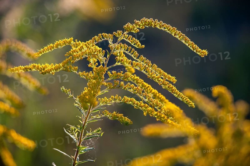 Asteraceae, Brandenburg, Canada Goldenrod, Canadian Goldenrod, Canadian goldenrod, daisy, Nabu, Nabu project, national natural heritage, natural paradise Grünhaus, solidago canadensis, post-mining landscape, flora, greenhouse, plants, plants
