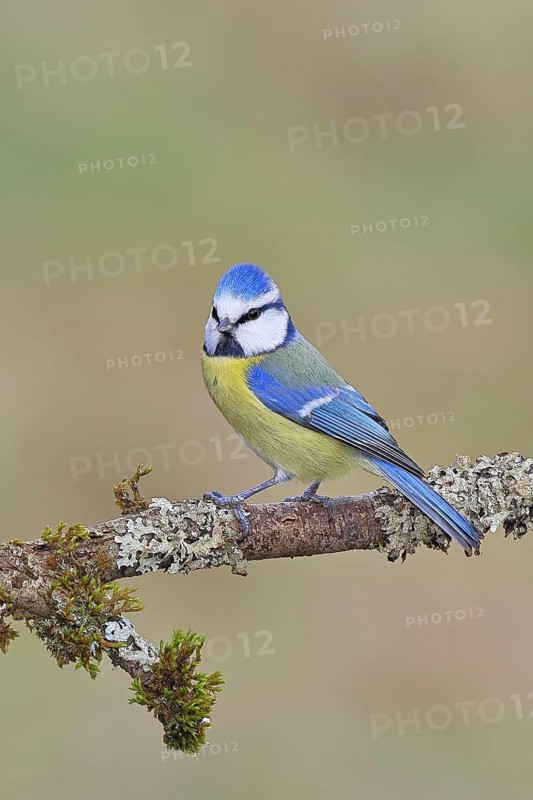 Blue Tit (Parus caeruleus), perched on a branch covered in lichen, Wilnsdorf, North Rhine-Westphalia, Germany