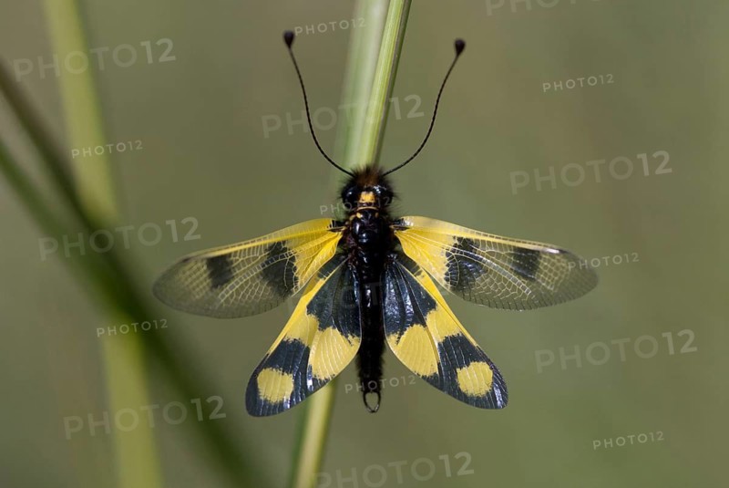 Eastern European owlfly, dragonfly macaronius, butterflies, Bulgaria, insects, web-winged birds, eastern butterflies
