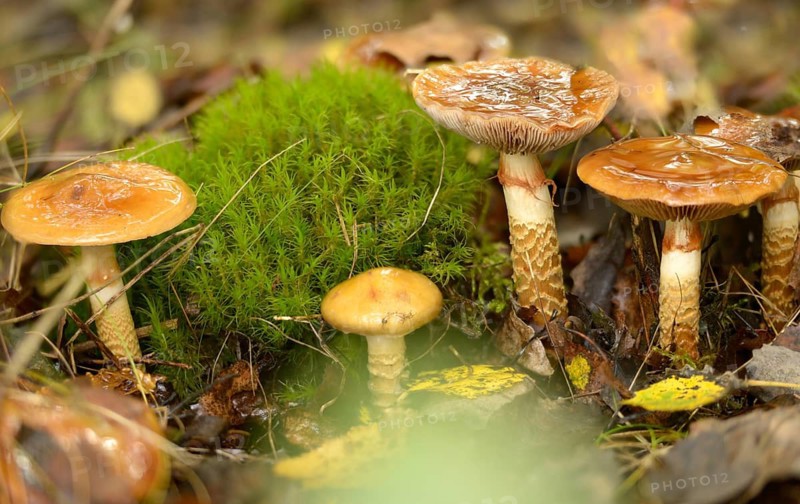 Cortinarius trivialis, girdled webcap, snadstalk, slime foot, fungi, fungus, mushrooms