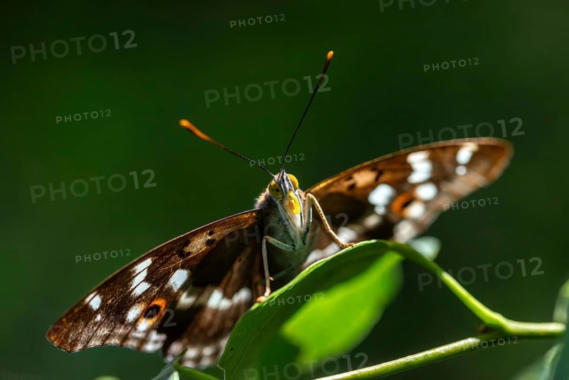 Apatura ilia, small Schiller butterfly, Lesser purple emperor, butterfly, insects, butterflies, butterflies, butterflies