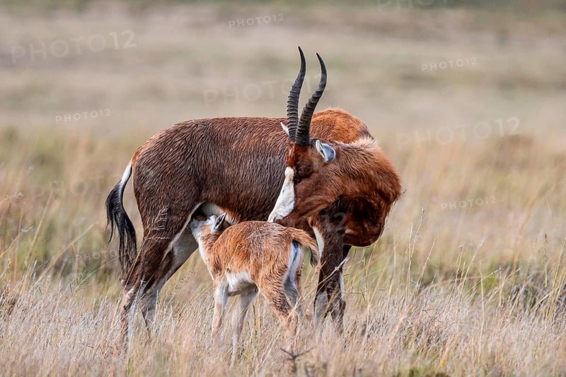 Blessbuck (Damaliscus pygargus phillipsi), female, adult with suckling young, Mountain Zebra National Park, Eastern Cape, South Africa