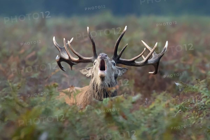 Red deer (Cervus elaphus) adult male stag animal roaring during the annual rutting season in bracken in autumn, England, United Kingdom