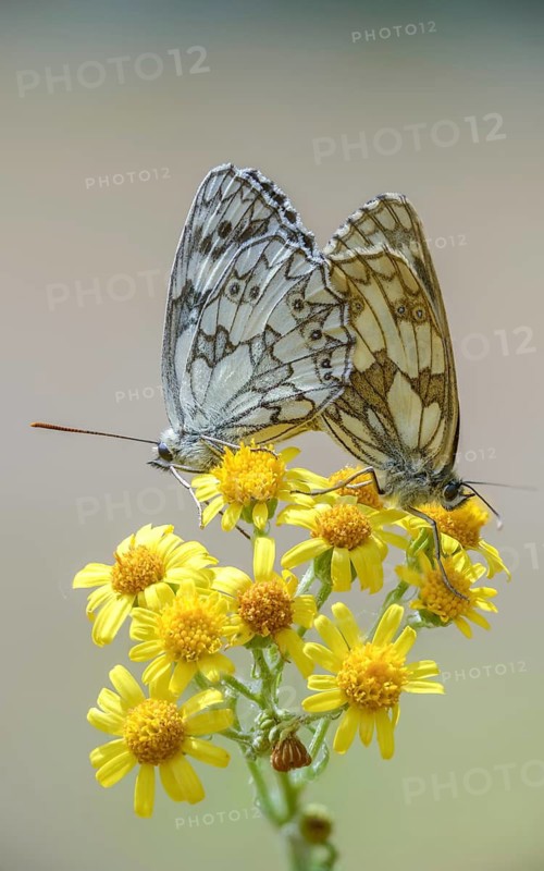 Board game, women's board, marbled white, melanargia galathea, checkerboard, butterfly, high size, portrait format, insects, copula, mating, butterfly, butterfly, butterfly