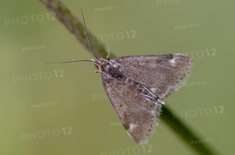Olive-brown moth, Pyrausta despictata, moth, insects, moths, moths, butterflies, straw-barred pearl