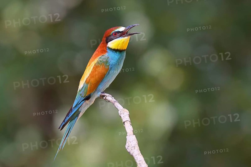 European bee-eater (Merops apiaster) perched on a branch, Lake Neusiedl, Burgenland, Austria