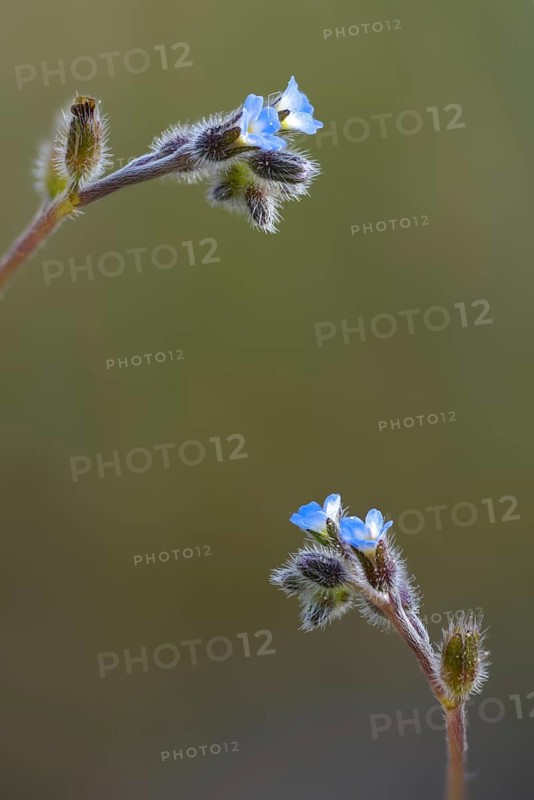 Early forget-me-not, hill forget-me-not, myosotis ramosissima, rough forget-me-not, forget-me-not, flora, high size, portrait format, plants, plants