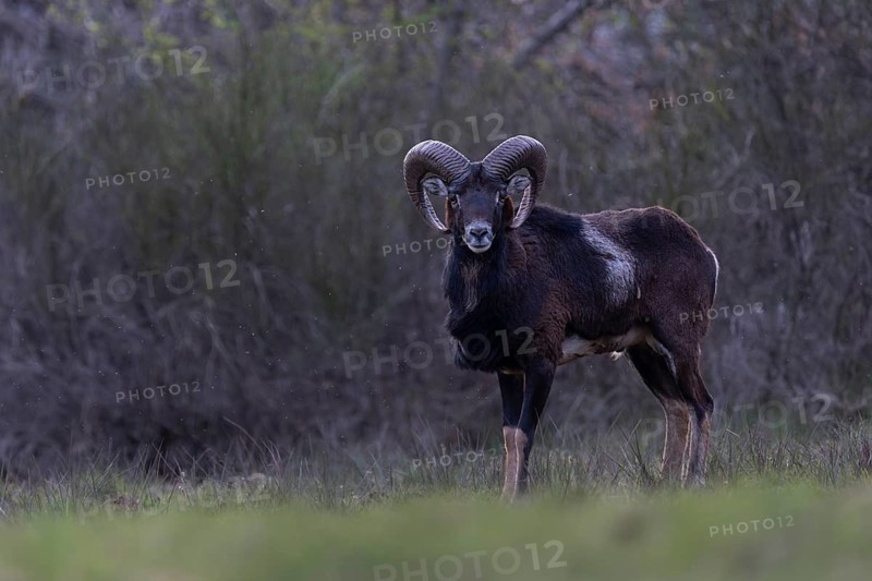 Mouflon, muffle, mouffle game in the Eifel, Rhineland-Palatinate, Germany