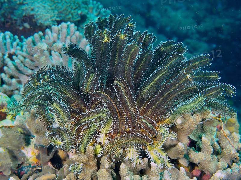 Bushy feather star (Comaster schlegelii) on a multifaceted coral reef in deep waters, Toyapakeh dive site, Nusa Ceningan, Nusa Penida, Bali, Indonesia
