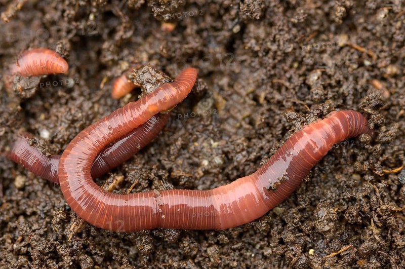 Annelida, clitellata, earthworm, shingles, lumbricidae, oligochaeta, annelids, few bristles, earthworm