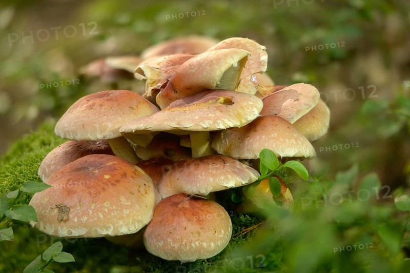 Hypholoma lateritium, hypholoma sublateritium, naematoloma sublateritium, brick cap, brick top, chestnut mushroom, cinnamon cap, fungi, fungus, kuritake, mushrooms, red woodlover