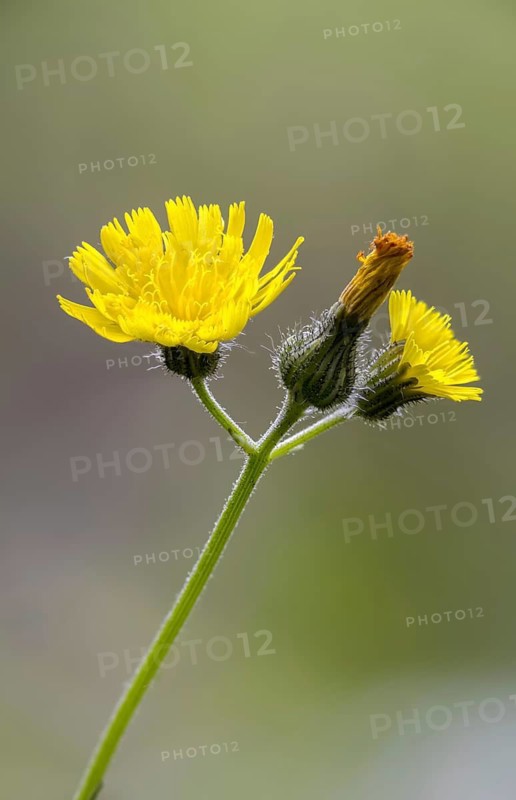 Asteraceae, European hawkweed, hawkweed, hieracium lactucella, daisy, pilosella lactucella, flora, high size, vertical format, plants, plants, hawkweed