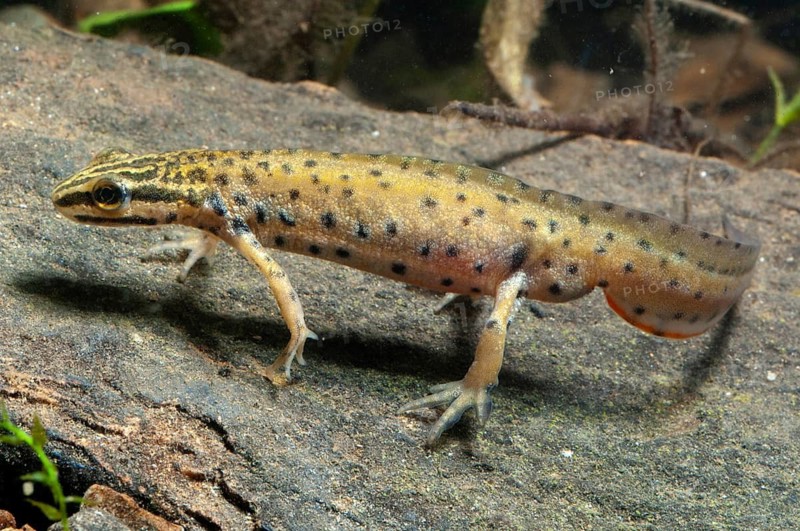 Lissotriton vulgaris meridionalis, southern smooth newt, southern pond newt, amphibians, amphibians, caudata, amphibians, male, newt, tailed amphibians, water newts