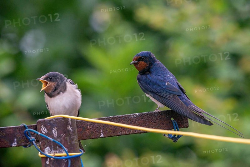 Hirundo rustica, barn swallow, birds, young bird, juvenile, passeri, swallows, songbirds, birds