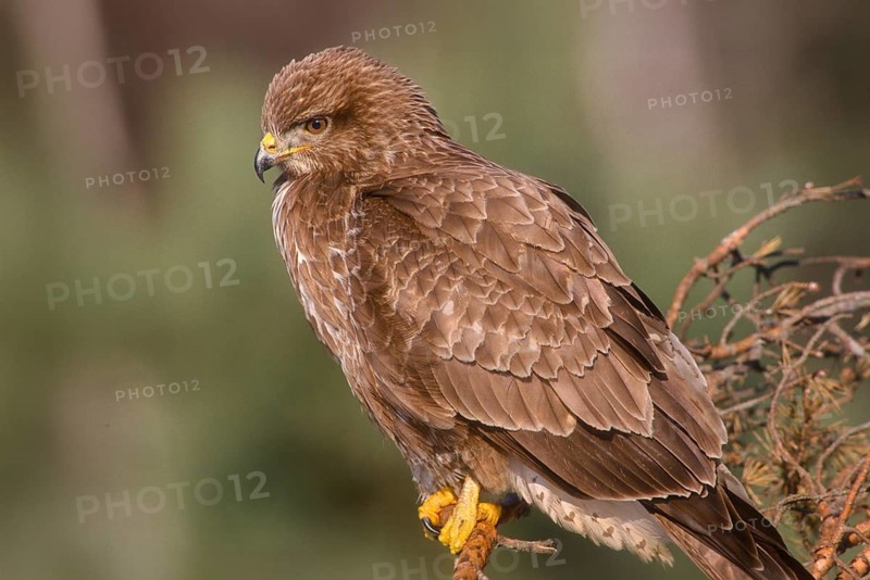 Accipitriformes, Buteo Buteo, Buzzard, Buzzard, Birds of Prey, Raptors, Birds