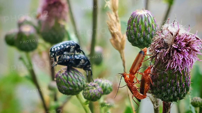 Close-up shots of various insects, including the mourning rose chafer (Oxythyrea funesta) and the Common red soldier beetle (Rhagonycha fulva) mating on thorny plants in a rural setting in soft light, Rennsteig, Thuringian Slate Mountains nature park Park, Upper Saale