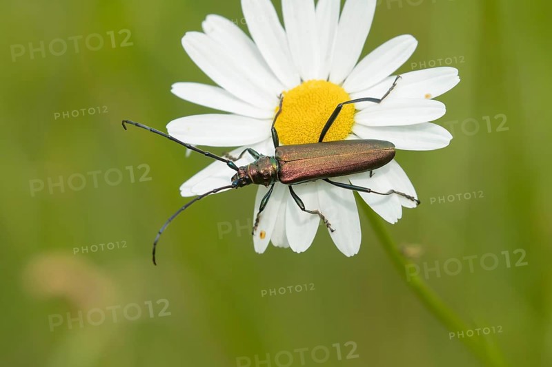 Musk beetle (Aromia moschata) adult insect on an Oxeye daisy flower in summer, Cambridgeshire, England, United Kingdom