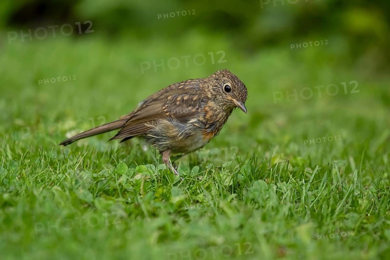 European robin (Erithacus rubecula) juvenile garden bird on a grass lawn in summer, England, United Kingdom
