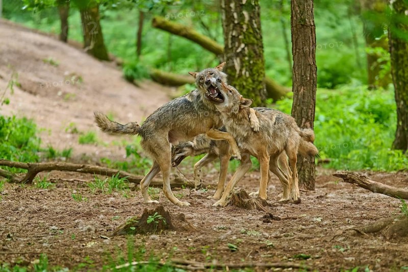 Dynamic interaction between two wolves in the forest, summer, wolf (Canis lupus), Germany