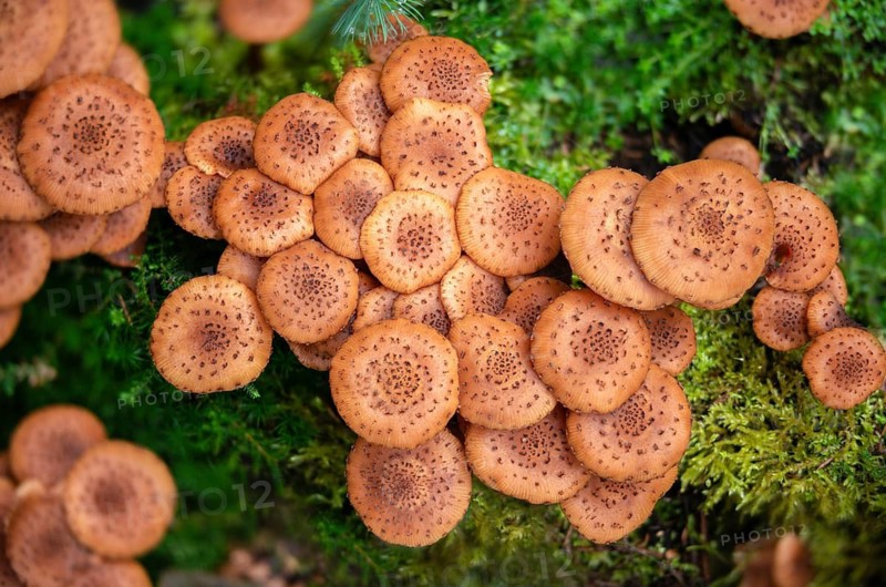 Armillaria ostoyae, Armillaria polymyces, Armillaria solidipes, brown honey mash, dark honey mash, common honey mash, softwood honey mash, fungi, fungi, mushrooms