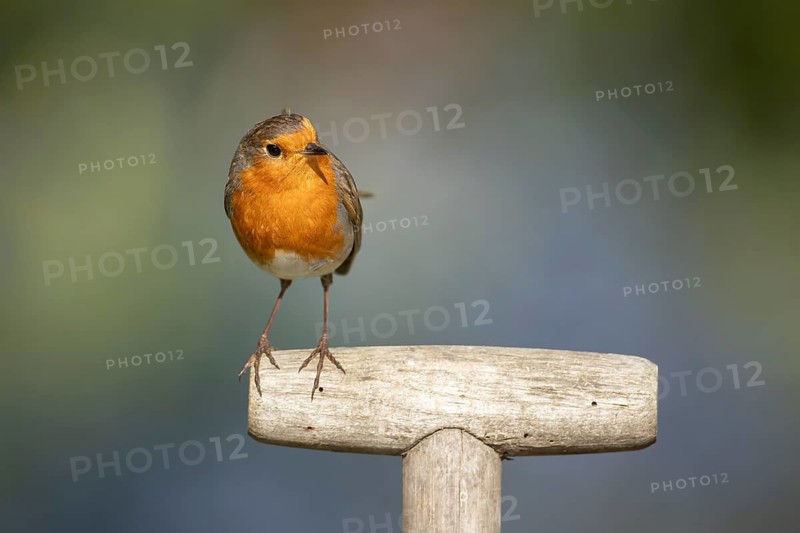 European robin (Erithacus rubecula) adult garden bird on a fork handle, England, United Kingdom