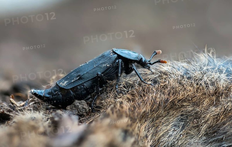 Carrion beetle, bshore sexton beetle, necrodes littoralis, silphidae, carrion beetle, gravedigger, beetle, coleoptera, insects, beetles, gravedigger