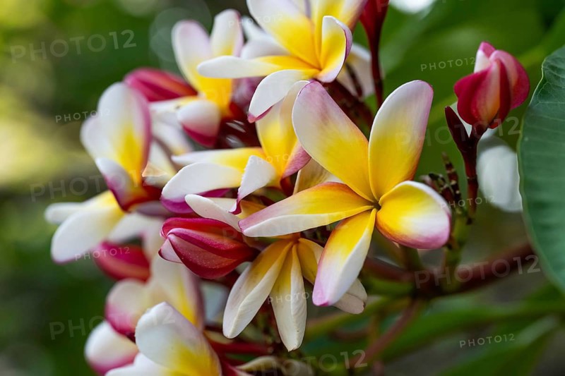 Frangipani blossoms, wax flower, Flor de Cebo or temple tree (Plumeria), Palermo Botanical Garden or Orto Botanico, Palermo, Sicily, Italy